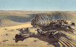 659 - Squelette d'un chameau
